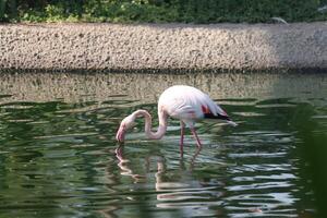 flamingo standing in the lake and drink water photo