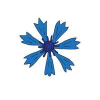 Hand drawn doodle sketch cornflower vector