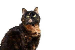 Portrait of a tricolor cat with green eyes on an isolated white background. Cute tortoiseshell cat. The tortoiseshell cat is sitting and looking at the camera. photo