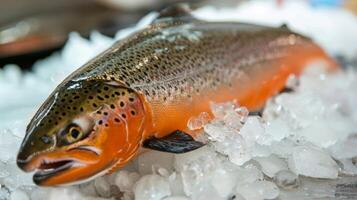 Raw Salmon on Ice - Vibrant Colors and Pristine Freshness photo