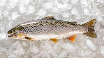 Fresh Whole Trout on Ice - Nature Finest Bounty photo