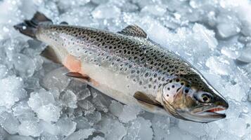 Fresh Whole Trout on Ice - Nature Finest Bounty photo