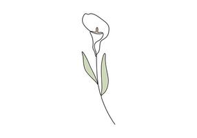 Calla lily continuous one line drawing digital illustration vector