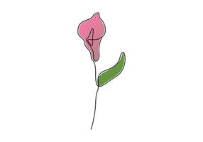 Calla lily continuous one line drawing digital illustration vector