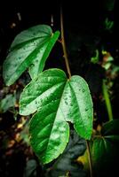 Close up of water drop in green leaf photo