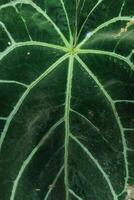 texture of big green leaf photo