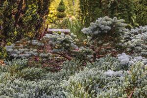 Landscaping of various conifers, trees and shrubs in the park. Photo