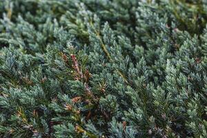 Landscaping of various conifers, trees and shrubs in the park. Photo