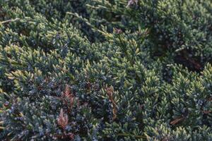 Landscaping of various conifers, trees and shrubs in the park. Photo