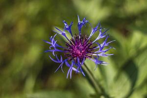 Close up of pretty soft blue cornflower bloom with soft bokeh background photo