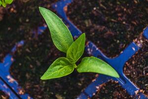 Pepper plantlets in peat tray in greenhouse macro selective focus on some shoots photo
