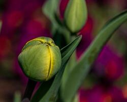 Young green new buds of tulip flowers sprout out and growth in spring season photo