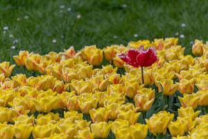 One red tulip in a field between yellow ones photo
