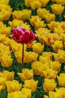 One red tulip in a field between yellow ones photo
