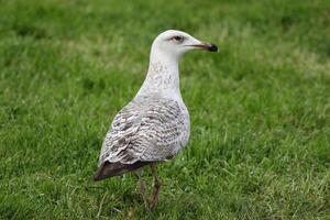 seagull bird standing on grass in istanbul photo