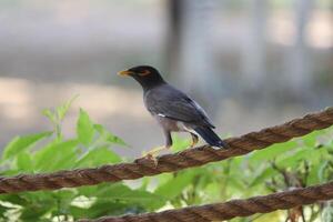 common myna standing on weaving rope photo