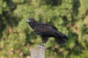 eagle stands on top of pole photo