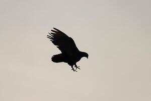 dove flying in cloudy sky and silhouette photo