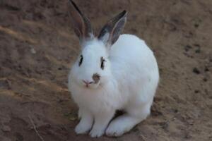 rabbit standing on the ground , white color , gray color photo