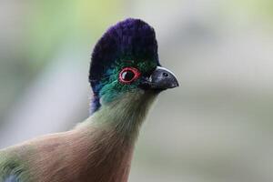 purple crested turaco standing on twig of tree photo