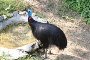 cassowaries standing drink water in garden photo