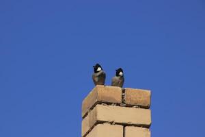 A pair of bulbuls standing on top of a wall with blue sky photo