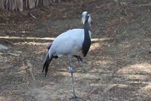 demoiselle crane standing on ground photo