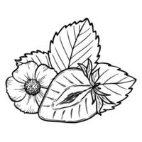 strawberry line art illustration composition with berry half, flower and leaves, hand drawn botanical outline sketch, monochrome drawing. Design element for coloring book, background, pattern vector