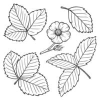 Strawberry plant leaves and flowers line art illustration set, hand drawn botanical outline drawing, monochrome sketch. Design elements for coloring book, background, pattern, packaging vector