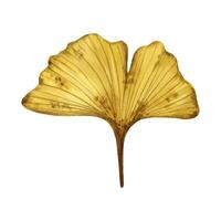 Bright and vivid autumn leaf of ginkgo biloba tree, hand drawn watercolor illustration isolated on white background. For postcards, greeting cards, invitations, textile patterns, prints, backgrounds. vector