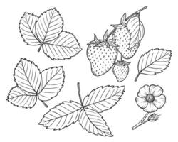 Strawberry line art illustration set with berries, leaves and flowers, hand drawn botanical outline drawing, monochrome sketch. Design elements for coloring book, background, pattern, packaging vector