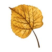 Bright and vivid autumn leaf of linden tree, hand drawn watercolor illustration isolated on white background. For postcards, greeting cards, invitations, textile patterns, prints, backgrounds. vector