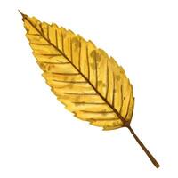 Bright and vivid autumn leaf of an elm tree, hand drawn watercolor illustration isolated on white background. For postcards, greeting cards, invitations, textile patterns, prints, backgrounds. vector