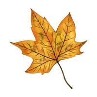 Bright and vivid autumn leaf of a maple tree, hand drawn watercolor illustration isolated on white background. For design of postcards, greeting cards, invitations, textiles, prints, backgrounds. vector