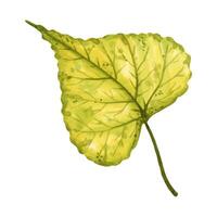 Bright and vivid autumn leaf of a linden tree, hand drawn watercolor illustration isolated on white background. For postcards, greeting cards, invitations, textile patterns, prints, backgrounds. vector