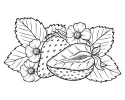 Strawberry line art illustration composition with berries, leaves and flowers, hand drawn botanical outline sketch, monochrome drawing. Design element for coloring book, background, pattern. vector