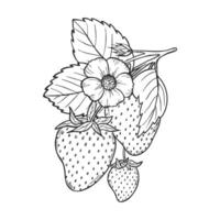 Strawberry line art illustration composition with berries, leaves and flowers, hand drawn botanical outline sketch, monochrome drawing. Design element for coloring book, background, pattern. vector