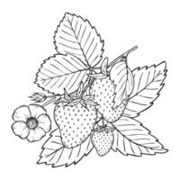 Strawberry line art illustration composition with berries, leaves and flowers, hand drawn botanical outline sketch, monochrome drawing. Design element for coloring book, background, pattern. vector