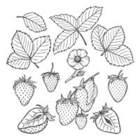 Strawberry line art illustration set with berries, leaves and flowers, hand drawn botanical outline drawing, monochrome sketch. Design elements for coloring book, background, pattern, packaging vector