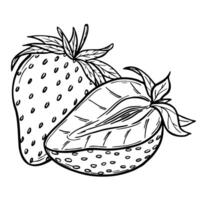 strawberries sketch line art composition, hand drawn botanical outline illustration. Monochrome drawing. Isolated design element for coloring book page, background, pattern, packaging, logo. vector