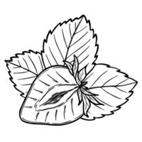 strawberry line art illustration composition with berry half and leaves, hand drawn botanical outline sketch, monochrome drawing. Design element for coloring book, background, pattern vector