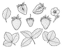 Strawberry line art illustration set with berries, leaves and flowers, hand drawn botanical outline drawing, monochrome sketch. Design elements for coloring book, background, pattern, packaging vector