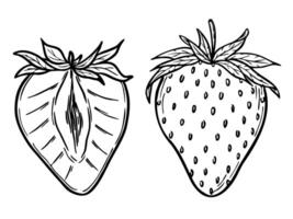 strawberries set, line art drawing, hand drawn botanical outline illustration. Summer fruit monochrome drawing. Isolated design elements for coloring book page, background, pattern, packaging. vector