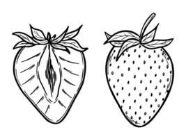 strawberries set, line art drawing, hand drawn botanical outline illustration. Summer fruit monochrome drawing. Isolated design elements for coloring book page, background, pattern, packaging. vector