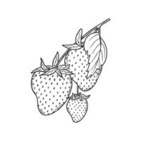 Strawberry line art illustration composition with berries and leaves, hand drawn botanical outline sketch, monochrome drawing. Design element for coloring book page, background, pattern, logo. vector
