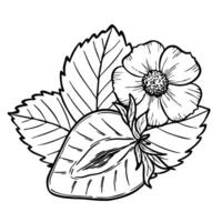 strawberry composition with berry half, flower and leaf, line art illustration, hand drawn floral outline sketch, botanical drawing. Design element for coloring, background, pattern, packaging vector