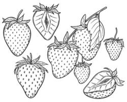 Strawberry line art illustrations set, hand drawn botanical outline drawing. Summer fruit monochrome sketch. Isolated design elements for coloring books, background, pattern, packaging, logo. vector