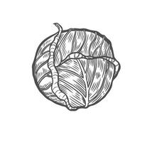 Cabbage vegetable line drawing isolated on white background. vector