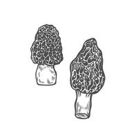 Engraved morel mushrooms isolated on white background. vector