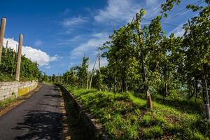 2023 9 23 Vidor prosecco vineyard 11 photo